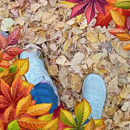 &bull;�����, �����������, 66 ���