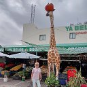  , --, 66  -  10  2025