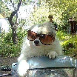 ���������, ������