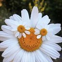 ���� �����, ����� - ��������� 25 ������� 2026