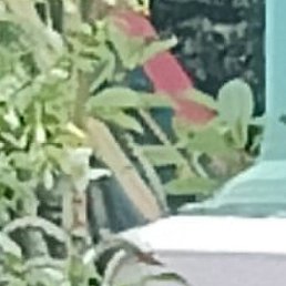 ������, �����������, 44 ����