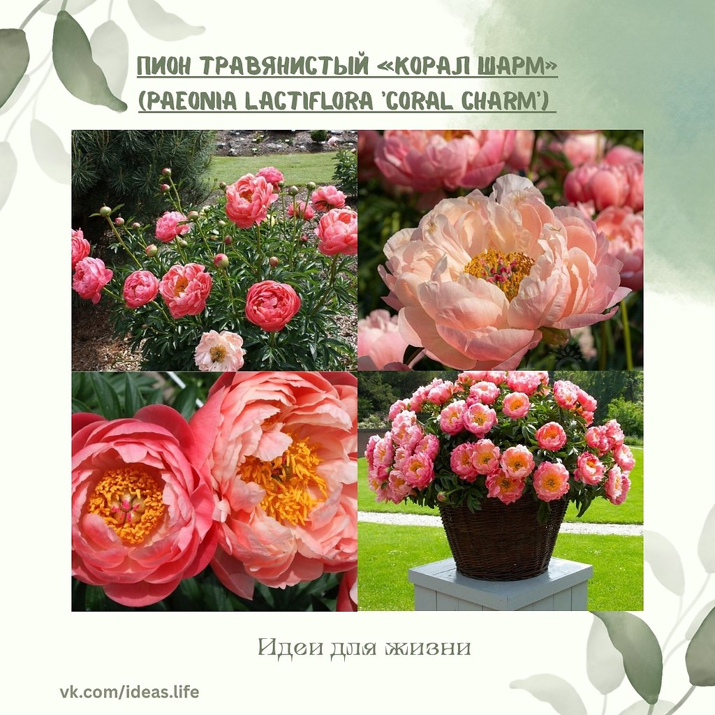     (Paeonia lactiflora 'Coral Charm')     ...