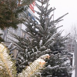 �������� ��� ���� ������, �����������, 28 ���