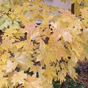 ���� ������, ������������ - ��������� 15 ������� 2025 � ������ ������ ��������