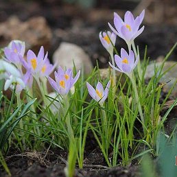 �, �����