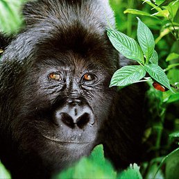 ������, ������, 58 ���