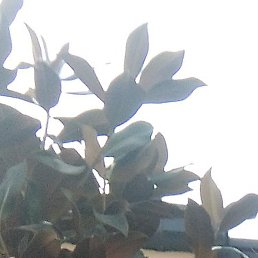 �������, ������, 38 ���