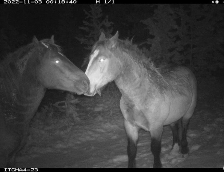 История о том, как фотоловушки любовь поймали - 3