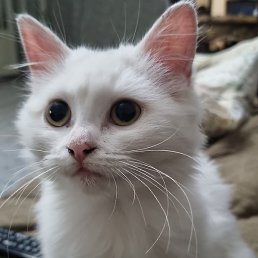 �����, ������, 50 ���