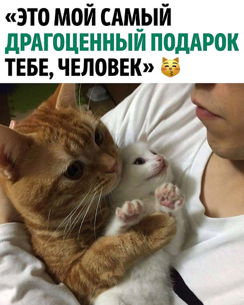 ����� ������ �������
