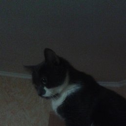 �����, �����, 58 ���