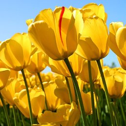 �����, ������, 43 ����