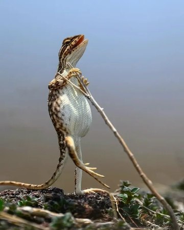 �� ������ ������������ ����� �������� ������� ����� ������� Nikon Comedy Wildlife Awards ���������� ... - 3