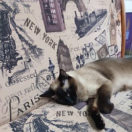 �������, ��������, 53 ����