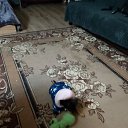 ���� ������, �����-���������, 42 ���� - ��������� 28 ������ 2026