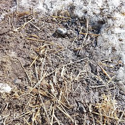 ������� �������, ������, 38 ���