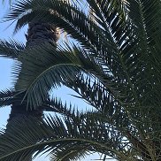 ��������, 18 ���, ������