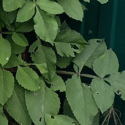 �������, �������