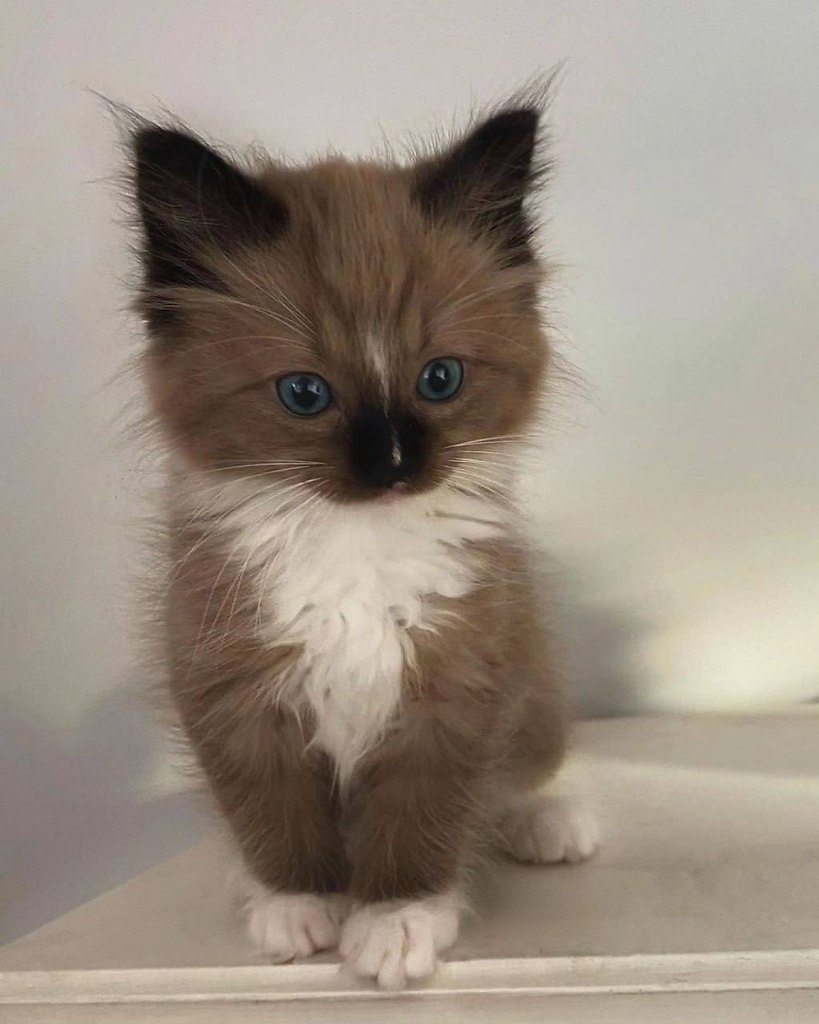 Если вдруг у вас не оказалось ничего сладкого к чаю, то вот вам молочная конфетка