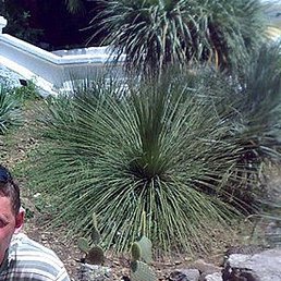 ������, ���������, 50 ���