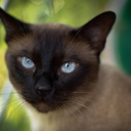 �������, �������, 55 ���