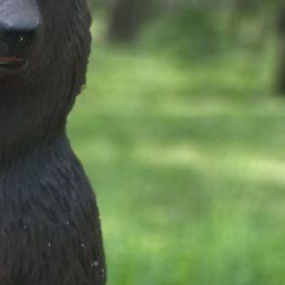 ��������, ������������, 45 ���