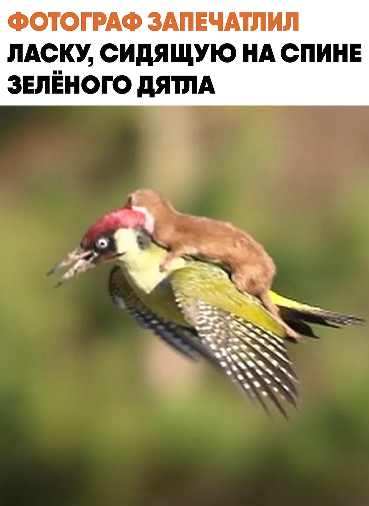 ������ ����� ���������� ��������� ������� � ����� �������. ��������-�������� �� ������� ������������ ...