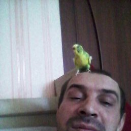 , 43, 