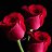 ���� Siuzana, �������, 62 ���� - ��������� 23 ���� 2026