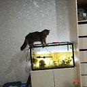 ���� ��������, ���������� �����, 54 ���� - ��������� 20 ������ 2025