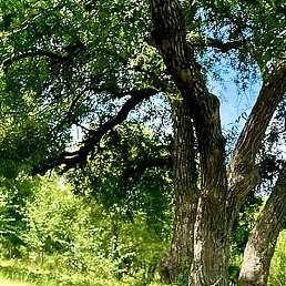 Anna, ���������