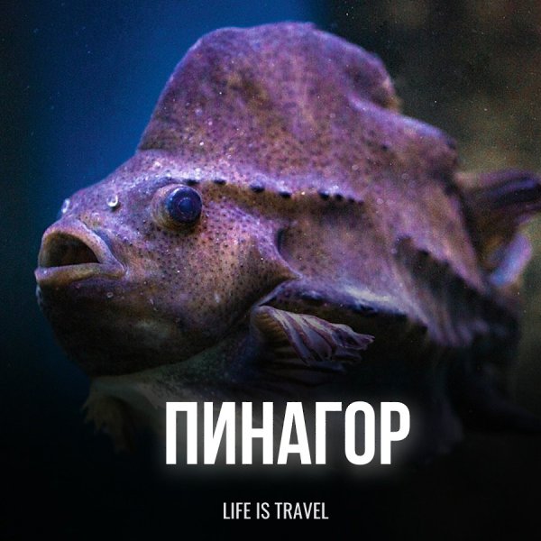 Этот вид морской рыбы, принадлежащий к семейству пинагоровых, часто встречается во всех холодных ...