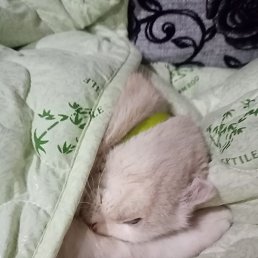 ���������, ���������, 37 ���