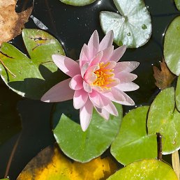 ����, ������, 29 ���