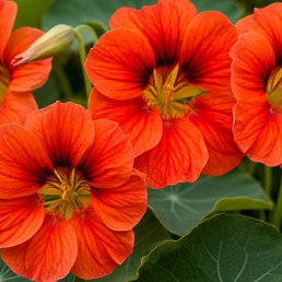 �������, ������