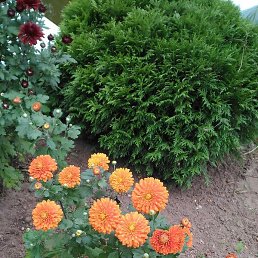 �������, �����, 68 ���