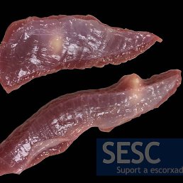 Geged, ������, 36 ���