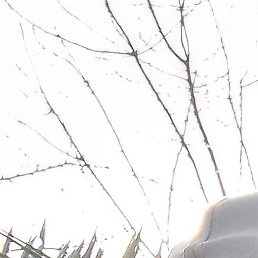 �������, ������, 55 ���