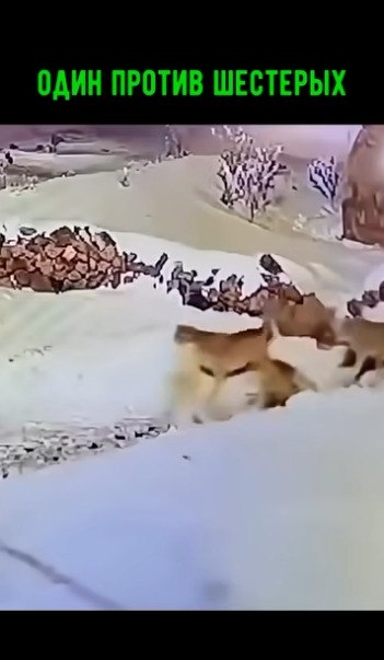 И один в поле воин! - 2
