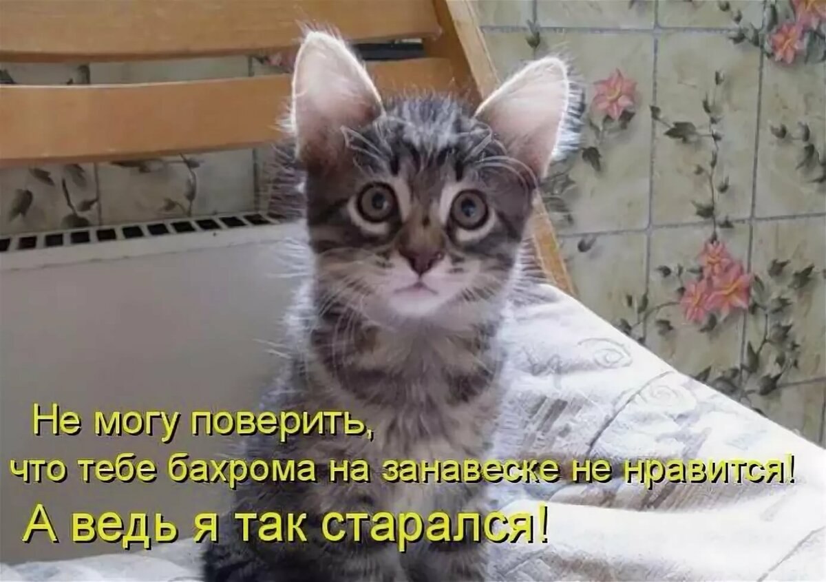 Коты с надписями. Веселые котята с надписями. Забавные коты с надписями. Смешные котята с надписями. Забавные котята с надписями.