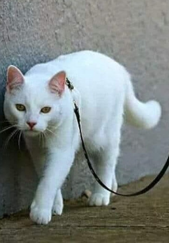           ,     .   ...