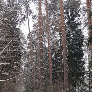 ����, 65 ���, ������