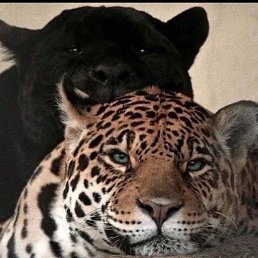 ���� ����, ������, 55 ��� - ��������� 10 ������ 2024