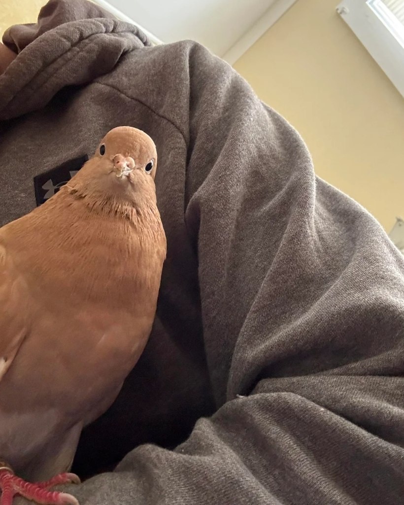        .    ,        ... - 8