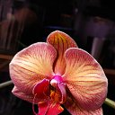 ���� �������, ������ - ��������� 14 ������� 2025 � ������ ���� �������