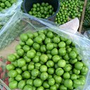   , -, 43  -  16  2024    