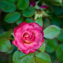 ���� ����, �������, 47 ��� - ��������� 4 ��� 2024