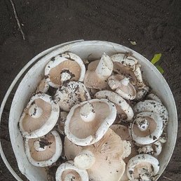 ��������, ���, 63 ����