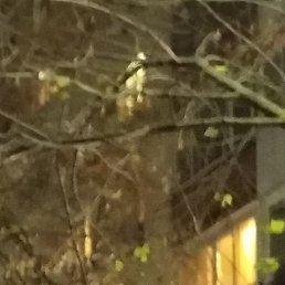 �����, �������, 36 ���