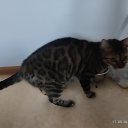 ���� ���������, �������������, 42 ���� - ��������� 11 ������� 2025 � ������ ���� ����������